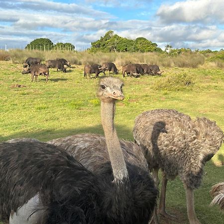 Ostrich Cottage At Les Wings Private Game Farm Groot-Jongensfontein 外观 照片