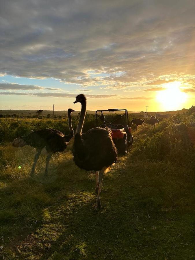 Ostrich Cottage At Les Wings Private Game Farm Groot-Jongensfontein 外观 照片