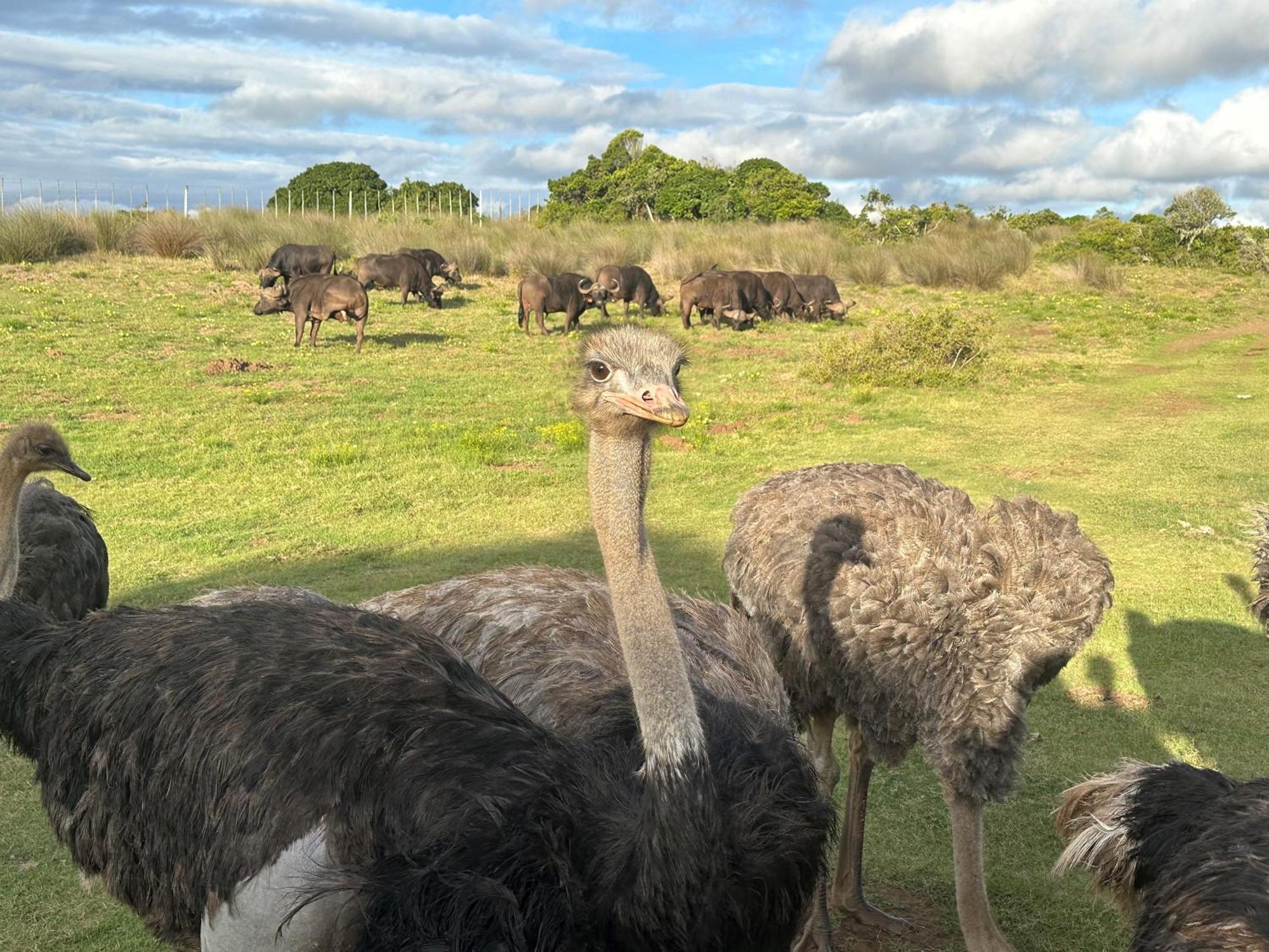 Ostrich Cottage At Les Wings Private Game Farm Groot-Jongensfontein 外观 照片